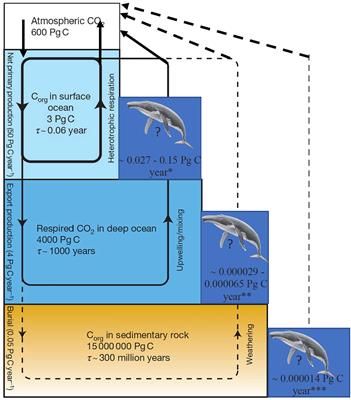 Do whales really increase the oceanic removal of atmospheric carbon?